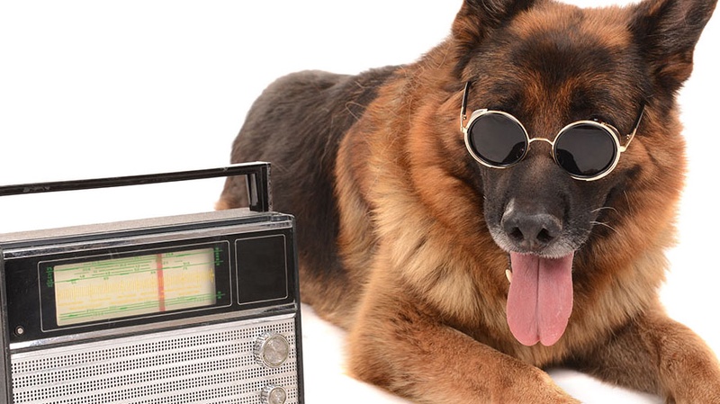 A cool dog wearing sunglasses and listening to a radio.